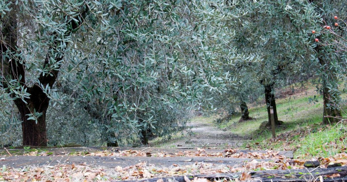 Perchè si dice "non c'è pace tra gli ulivi"?