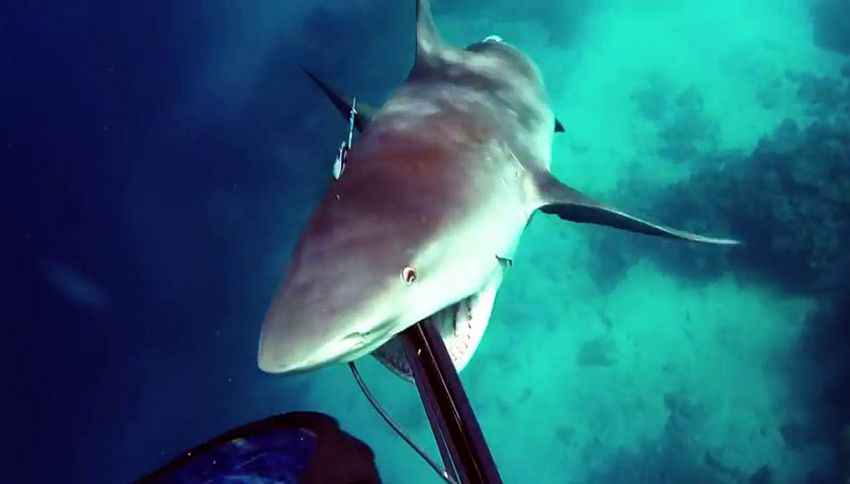 Lo squalo attacca il sub, che si difende e riprende tutto