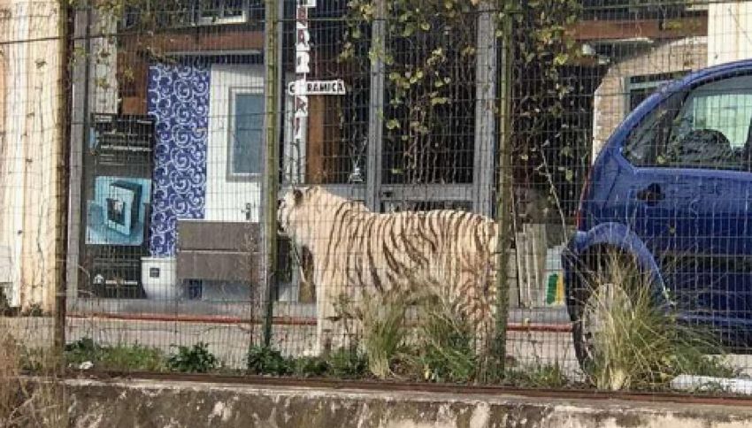 Palermo, tigre bianca fugge dal circo