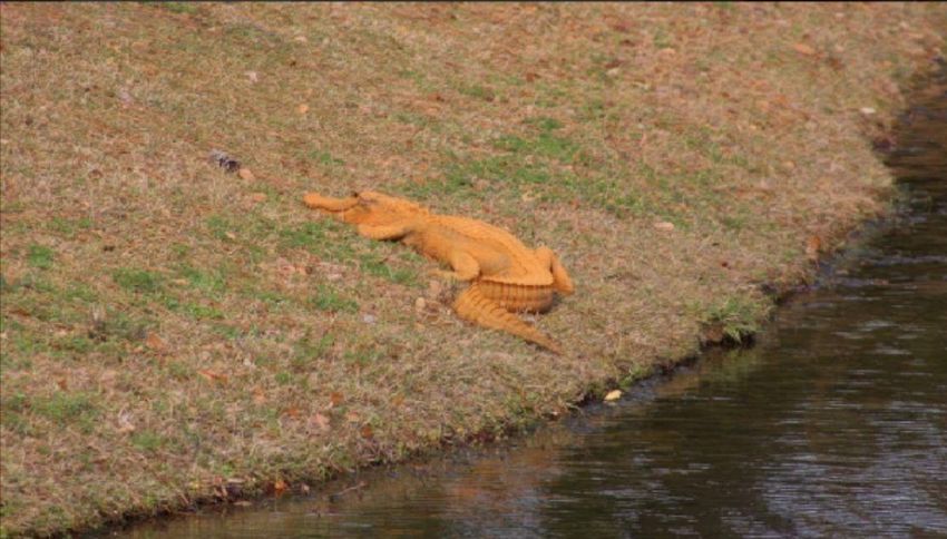 Avvistato un alligatore di color arancione