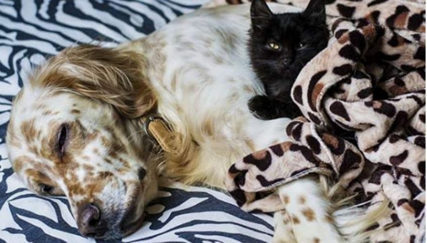 I cani sono intelligenti quanto i gatti, lo dice la scienza