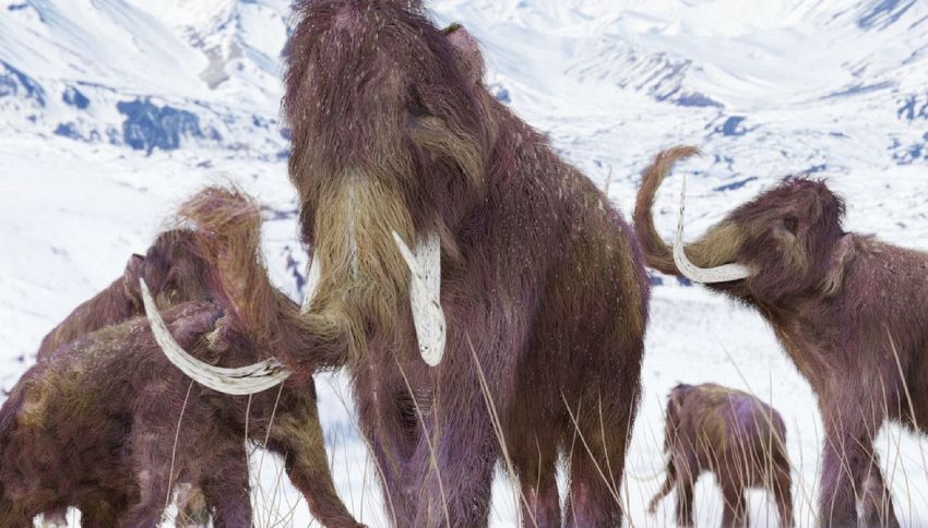All'asta mammut di 15mila anni fa: ecco quanto vale