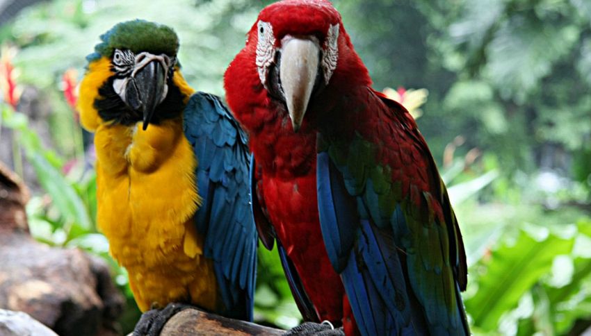 Per i pappagalli ara ambigua è sempre San Valentino