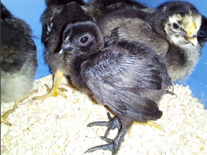 Pulcini Il Gallo Nero Dell Indonesia Supereva