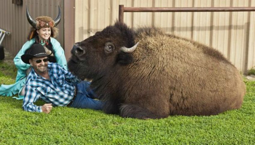 C’è una coppia in Texas che vive con un enorme bufalo in casa