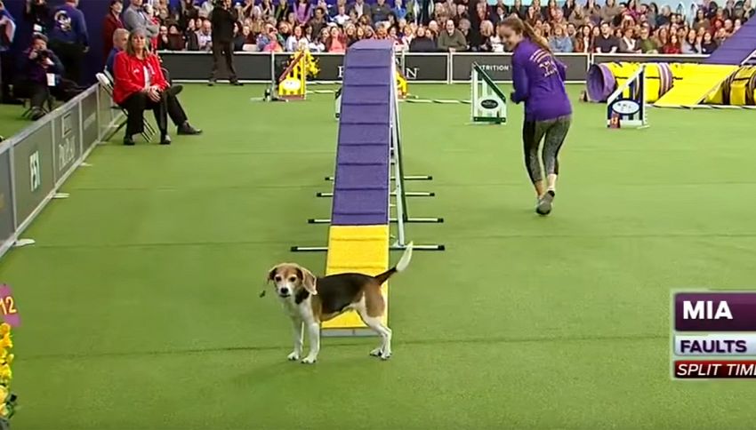 Mia, il beagle distratto: flop in gara, trionfo di pubblico