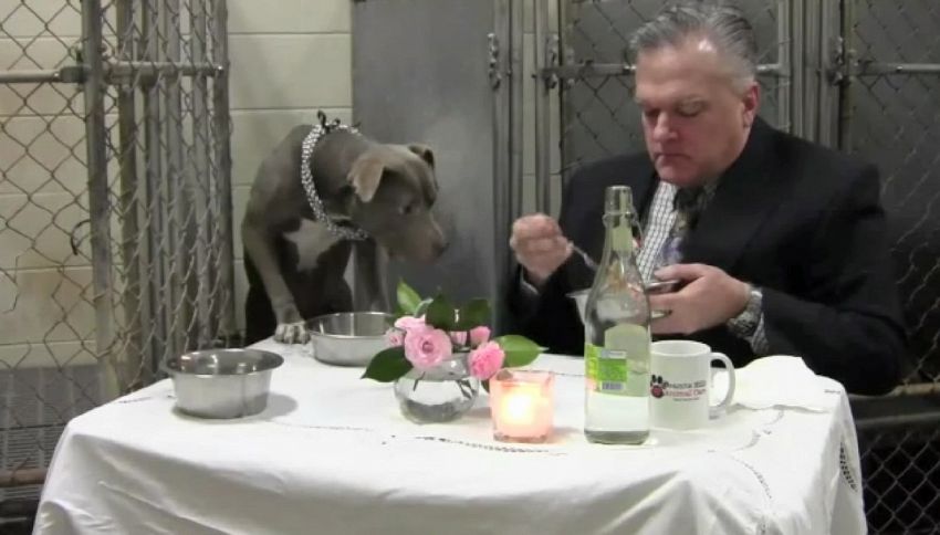 Veterinario mangia in gabbia con cane traumatizzato per curarlo