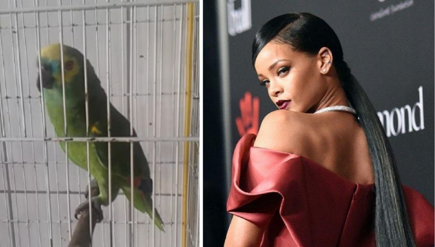 Il pappagallo canta la canzone di Rihanna, performance da brividi