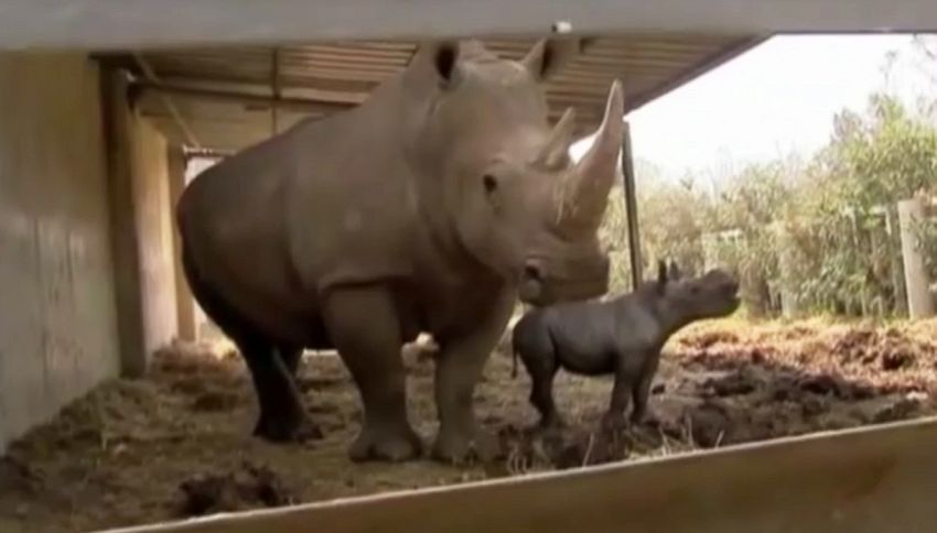 Nato cucciolo di rinoceronte bianco, un evento eccezionale