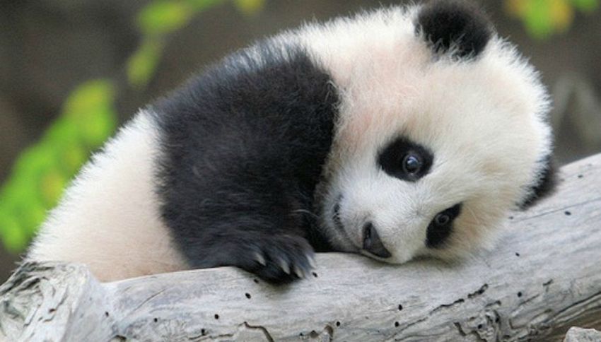 Ecco perché il panda è bicolore