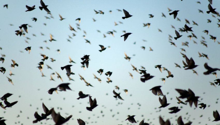 Ecco perché gli uccelli in volo non si scontrano mai