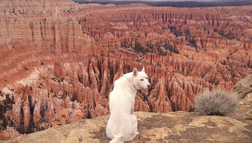 Wolf: il cane che gira il mondo è una star di Instagram