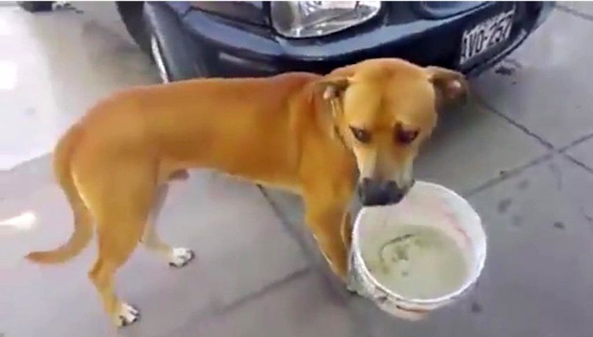 Siccità a Lima: cane chiede acqua con un secchio