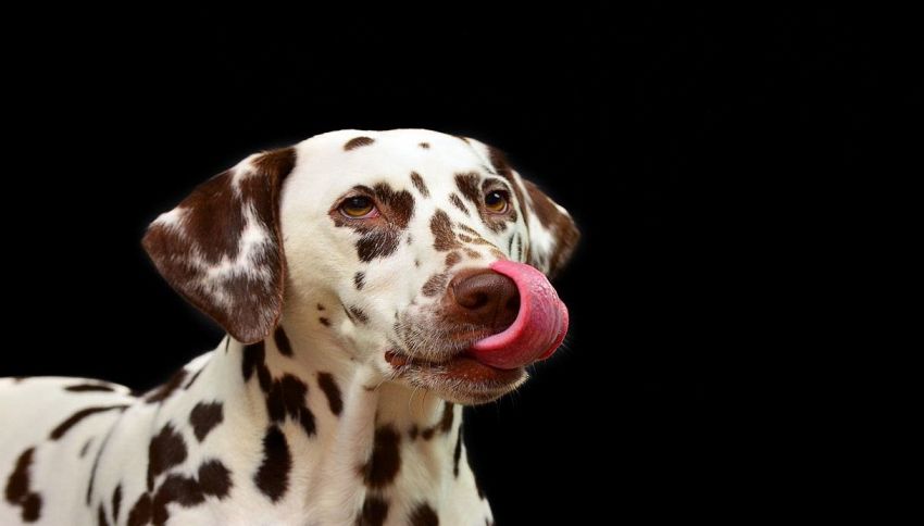 Vince 1.800 € con la serie B ma il cane mangia la ricevuta