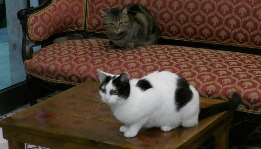 A Palermo 'Nero Miciok', il bar dove i gatti accolgono i clienti