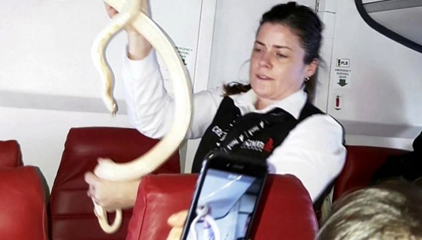 Serpente in aereo: impavida hostess lo cattura