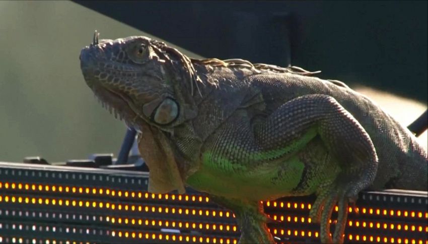 Il tifoso di tennis che non t'aspetti: iguana in campo a Miami
