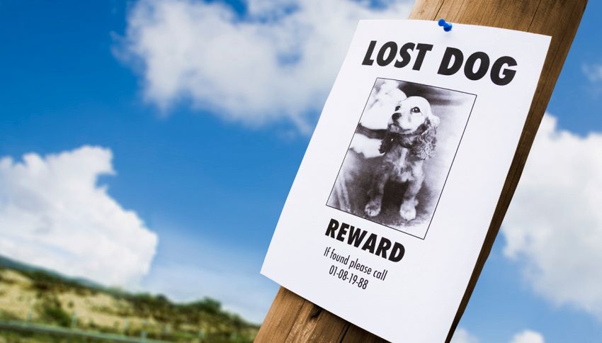 Animali domestici scomparsi? Ci pensano i pet detective