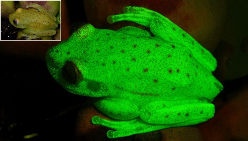 Scoperta in Amazzonia la prima rana fluorescente