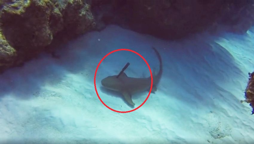 Lo squalo ha un coltello conficcato in testa, il sub lo salva