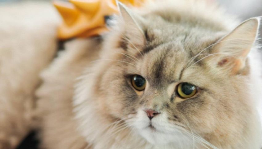 Bone Bone: il gatto con lo zainetto giallo conquista il web