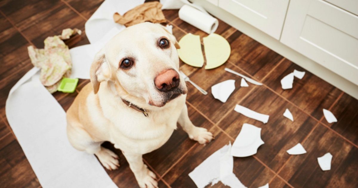 Il tuo cane si comporta in modo strano? Ecco come capire i motivi