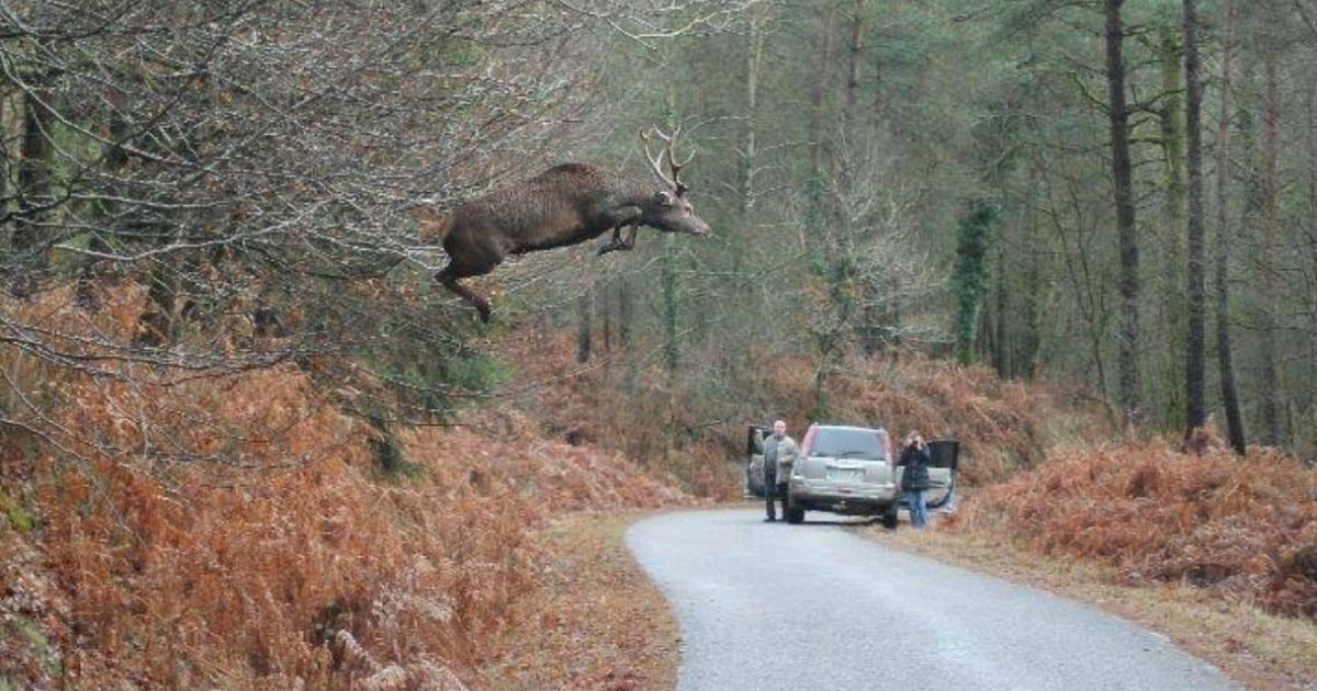 il mistero del cervo volante bufala o verita