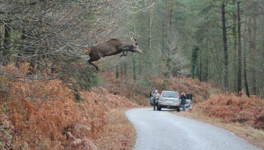 Il mistero del cervo volante: bufala o verità?