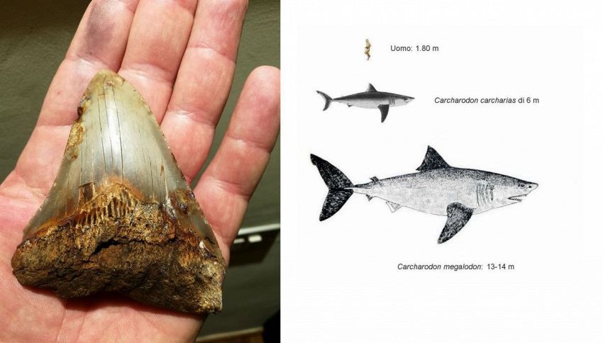 Scoperto dente di squalo preistorico alto come palazzo di 6 piani