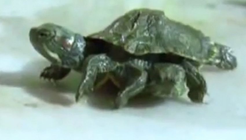 La tenera tartaruga con due teste e sei zampe