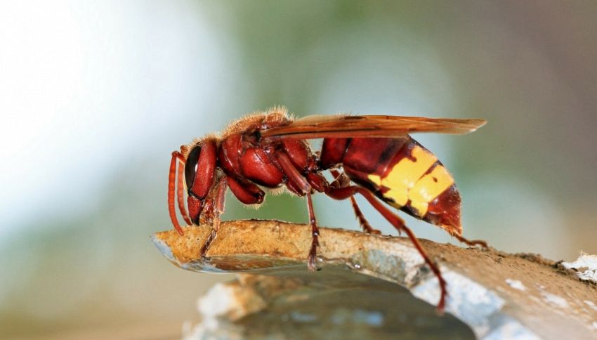 Pericolo insetti: arrivano le vespe aliene dall'Oriente: si raccomanda prudenza
