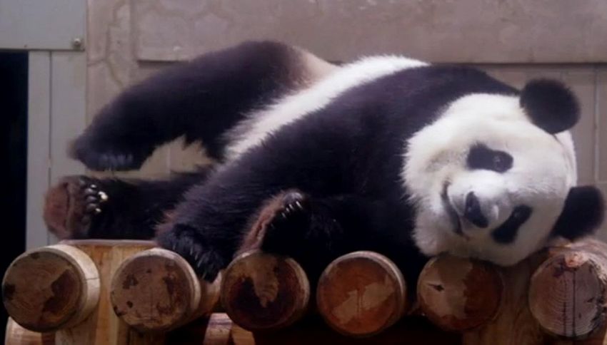Lo zoo è preso d'assalto, panda Shin Shin è incinta