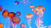 Questo &egrave; l'animale pi&ugrave; velenoso al mondo e si trova nel mare: sembra una semplice medusa