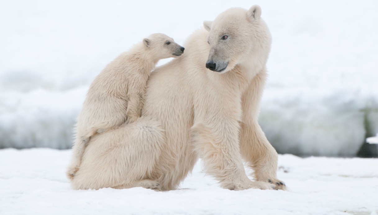 I primi passi dell'orso polare e le coccole: il video tenerissimo | superEva