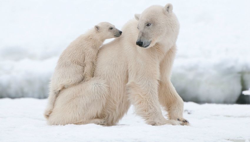 I primi passi dell'orso polare e le coccole: il video tenerissimo