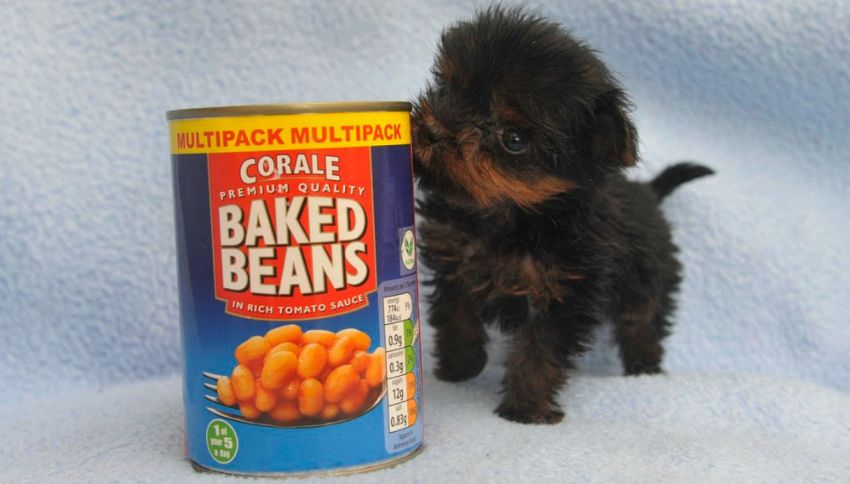 Tiny Tim: il cane così piccolo che sta in una scatola di fagioli