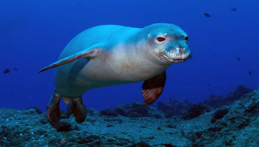 Avvistata la foca monaca nelle acque della Puglia
