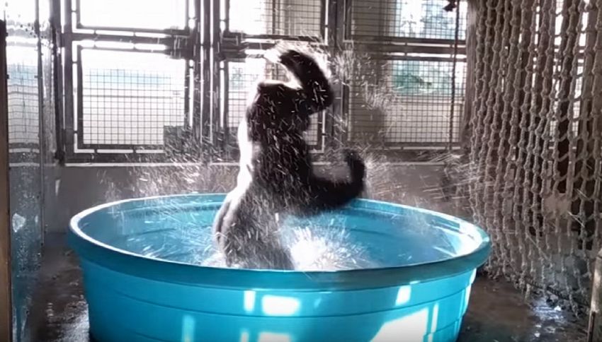 Gorilla balla la breakdance in acqua, il video che fa sorridere