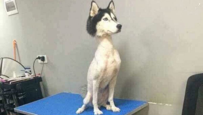 Avete mai visto un Husky senza pelo? Ora sì