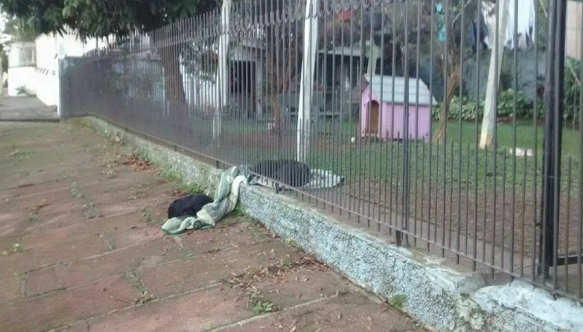 Cagnolina condivide la sua coperta con un cane randagio