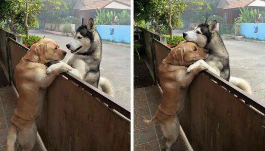 L'abbraccio fra il labrador e l'husky commuove il web
