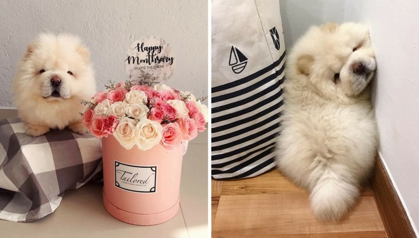 Il cucciolo Puffie the Chow è la nuova star di Instagram