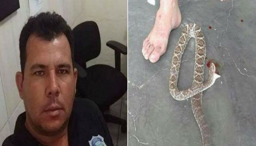 Un uomo uccide a morsi il serpente che lo aveva avvelenato