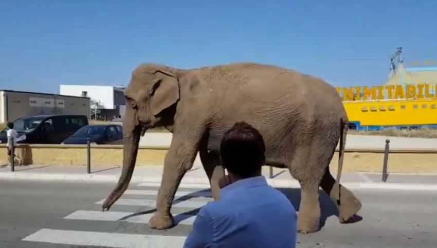 L’elefante scappa dal circo e fa un giro in città