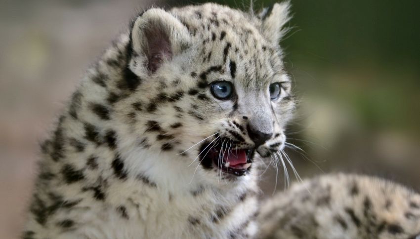 Nati a Bergamo due rari leopardi delle nevi