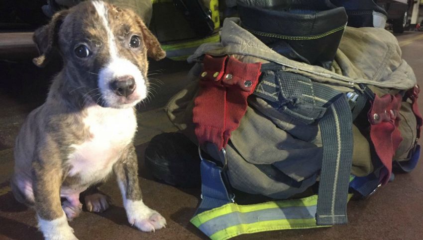 Il baby pitbull salvato dalle fiamme viene arruolato dai pompieri