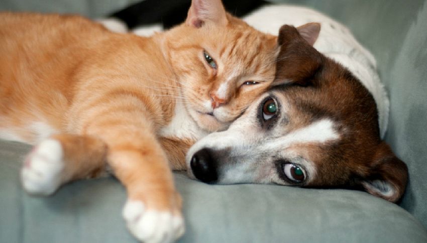 Usa, arriva l'avvocato per cani e gatti