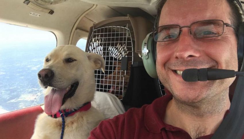 La storia di Paul, compra un aereo per salvare i cani randagi