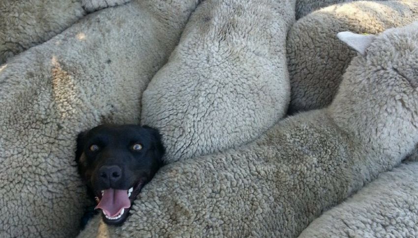 La foto buffa di questo cane vi cambierà la giornata (in meglio)