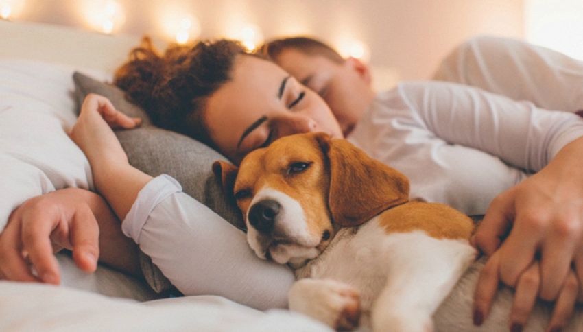 Dormire con il cane fa bene. Lo dice la scienza